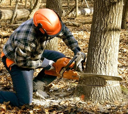 Tree Removal in Mulhall, OK